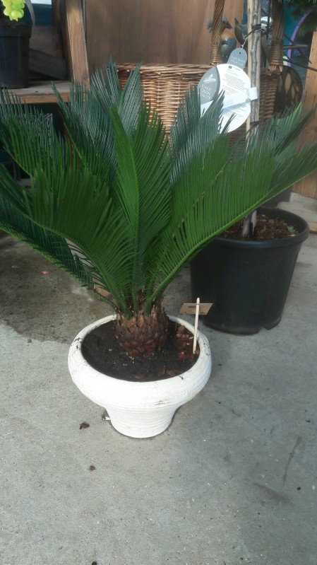 Vente de cycas revoluta