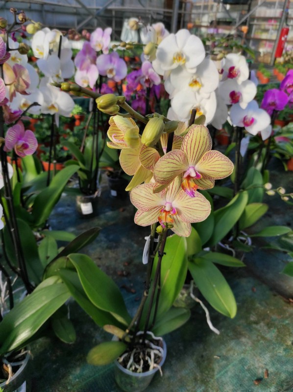 Idées cadeaux pour la fêtes des grands mères