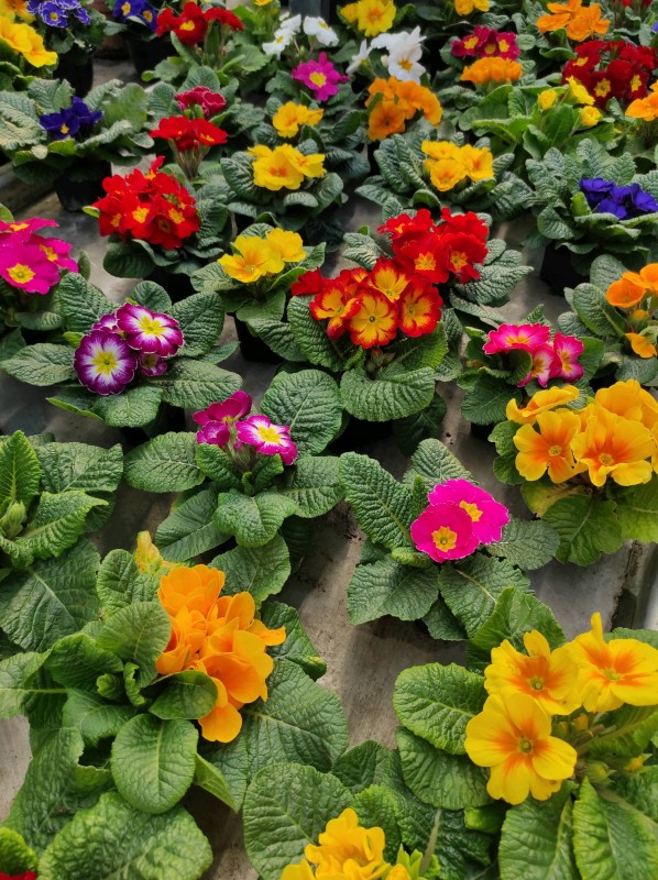 Plantes Automnales & Printanières