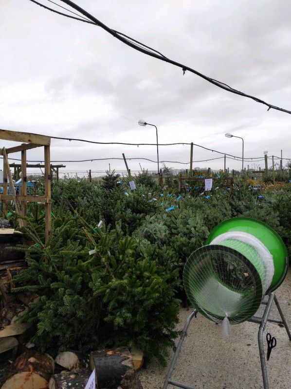 Vente de sapins Nordmann et Épicéa