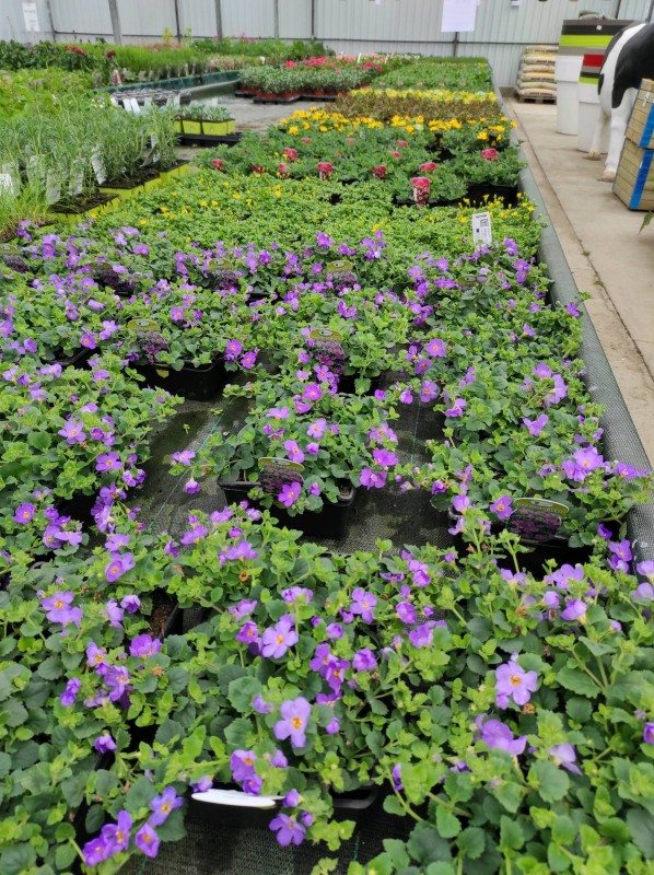 Vente des plantes annuelles