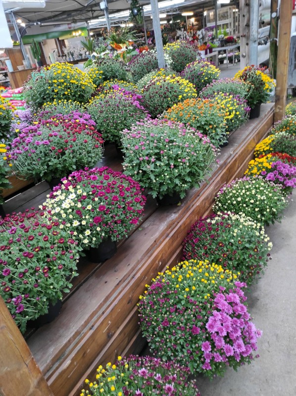 Chysanthèmes de la Toussaint