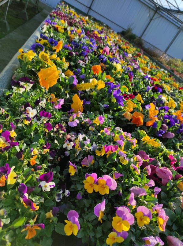 Vente de Pensées petites ou grosses fleurs