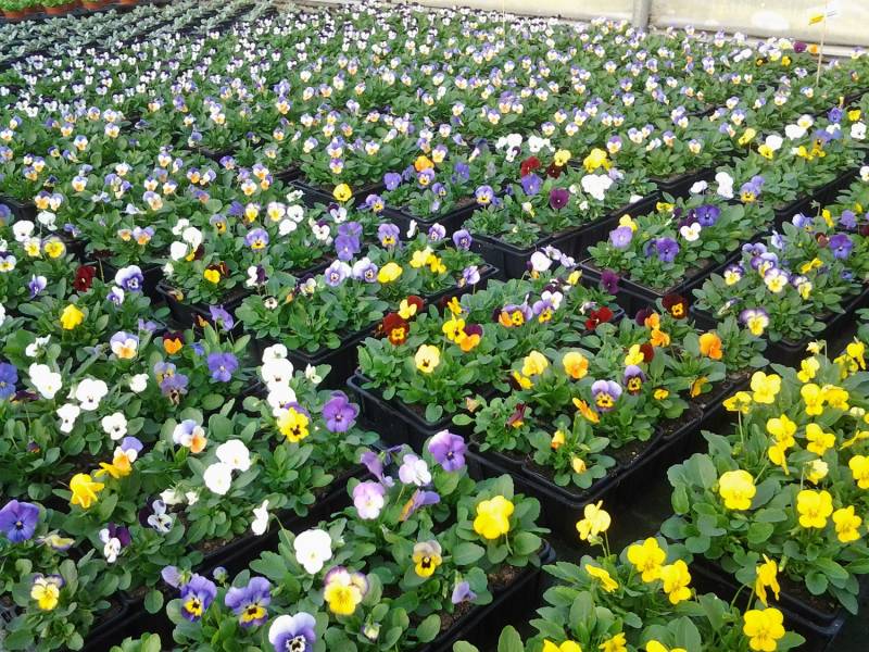 Pensées en barquette de 10