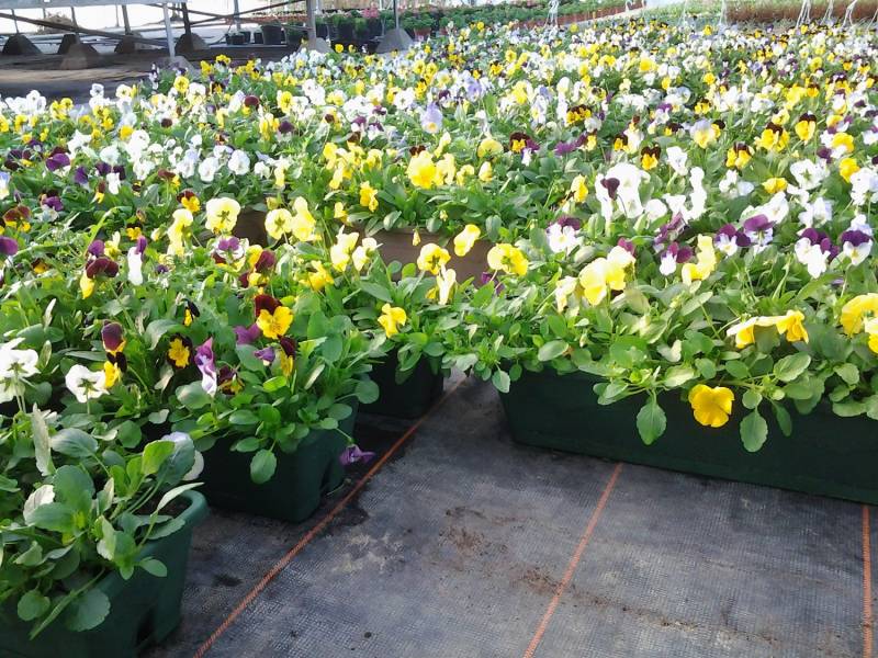 Jardiniéres de Pensées