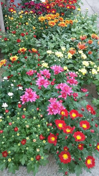 Trouver des chrysanthèmes dirigé proche Le Havre