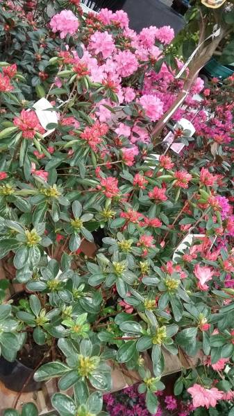 Acheter des azalée pas chères proche Fécamp