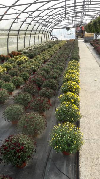 SERRE DE PRODUCTION CHRYSANTHEMES TOUSSAINT