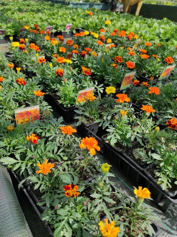 Vente des plantes annuelles