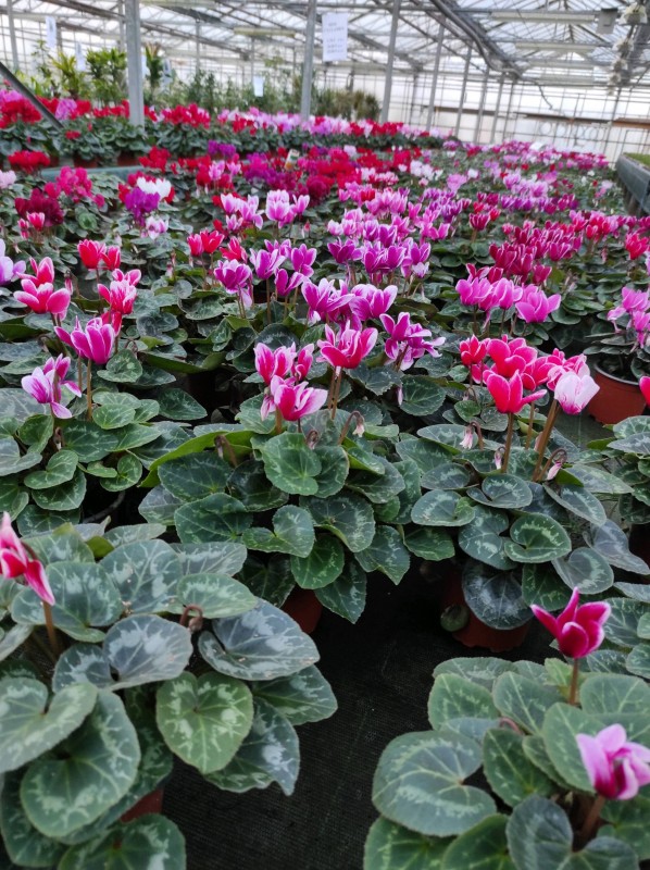 Les végétaux de Noël s'invitent dans notre serre