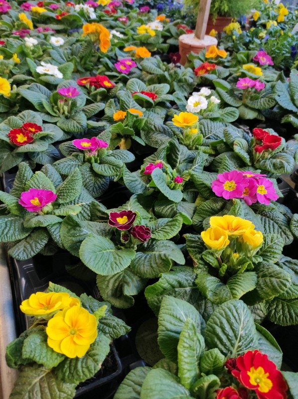 Les végétaux de Noël s'invitent dans notre serre