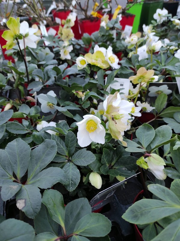 Les végétaux de Noël s'invitent dans notre serre