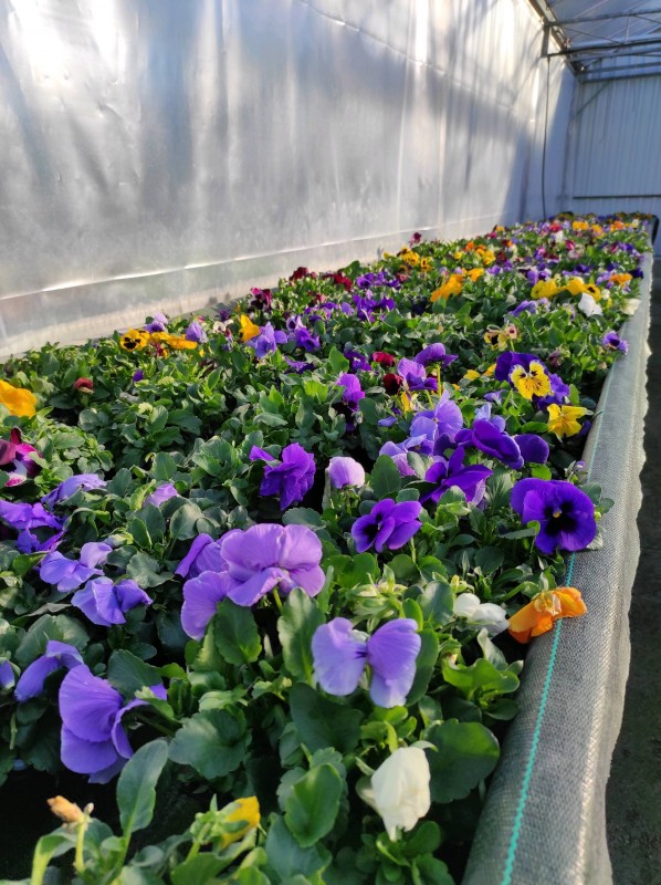 Vente de Pensées petites ou grosses fleurs
