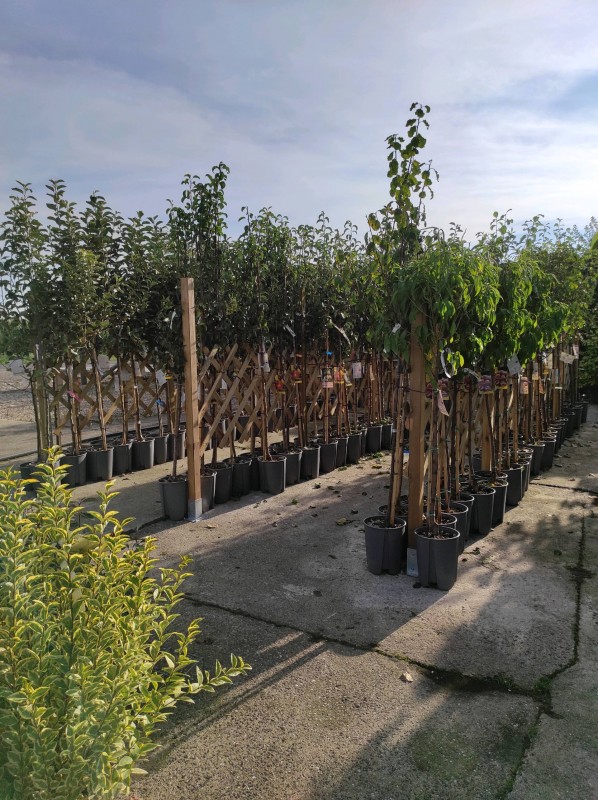 Idées cadeaux pour la fête des grands pères