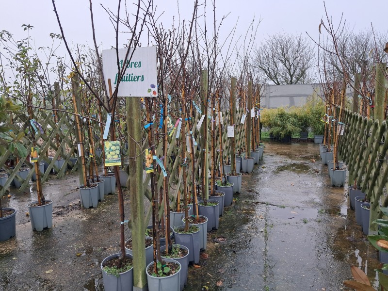 Les arbres fruitiers