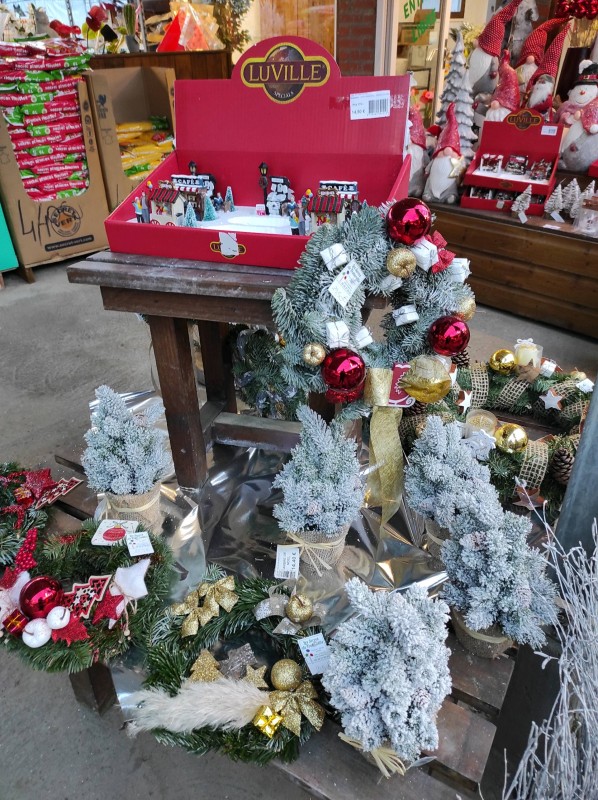 Les végétaux de Noël s'invitent dans notre serre