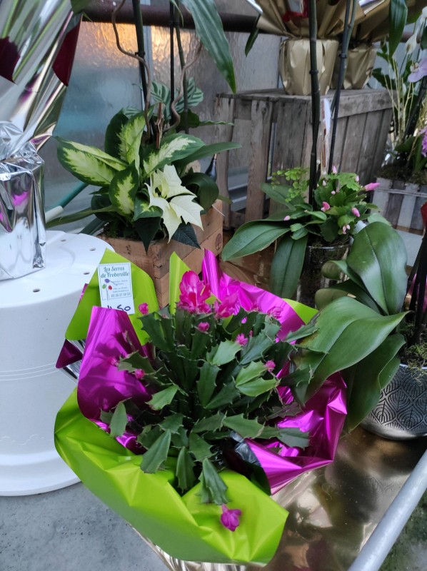 Les végétaux de Noël s'invitent dans notre serre