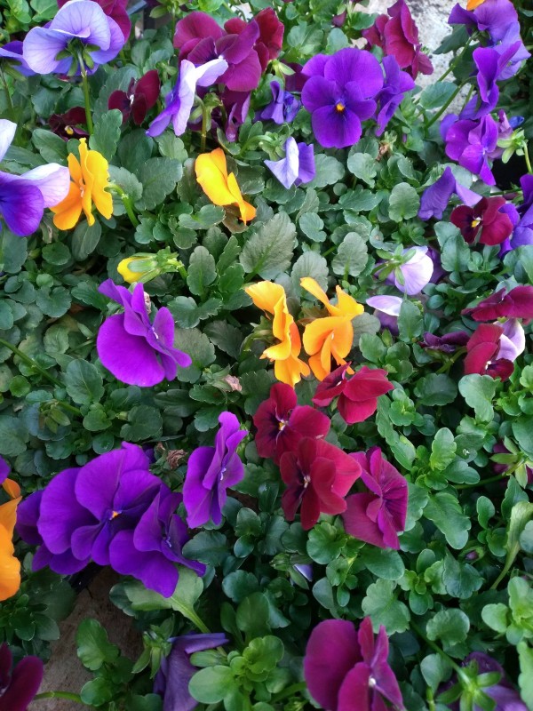 Vente de Pensées petites ou grosses fleurs