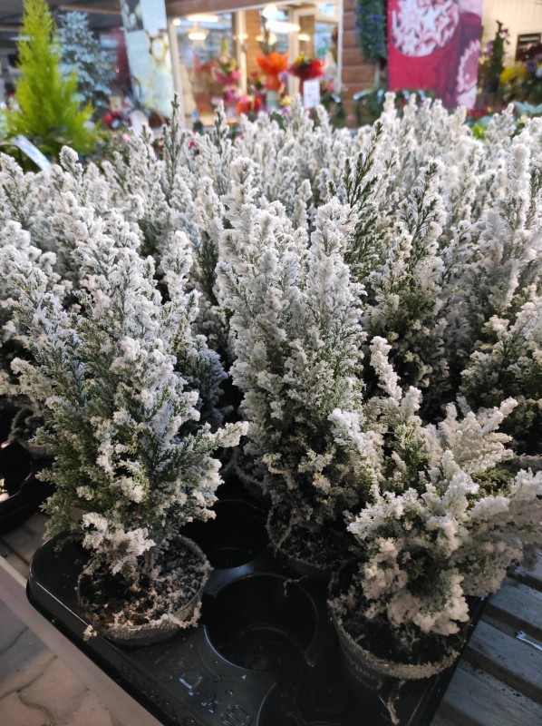 Les végétaux de Noël s'invitent dans notre serre