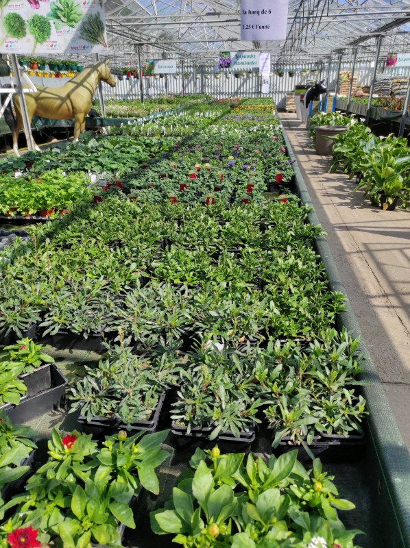 Vente des plantes annuelles