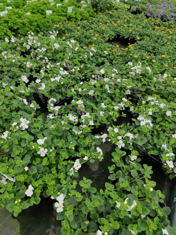 Vente des plantes annuelles