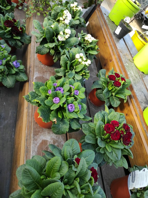 Idées cadeaux pour la fêtes des grands mères