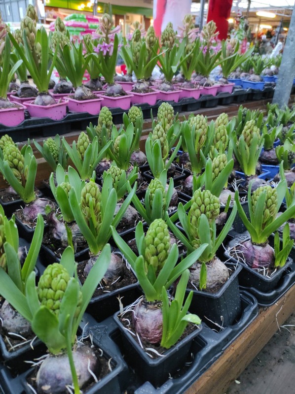 Les végétaux de Noël s'invitent dans notre serre