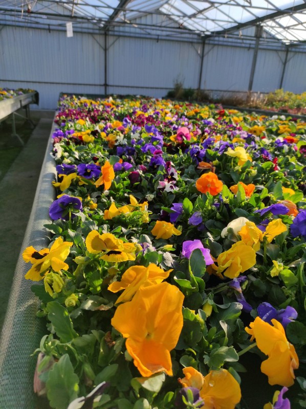 Vente de Pensées petites ou grosses fleurs