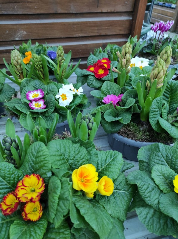 Les végétaux de Noël s'invitent dans notre serre