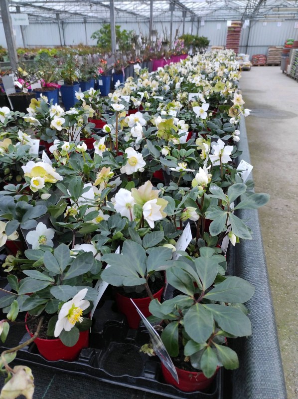 Les végétaux de Noël s'invitent dans notre serre