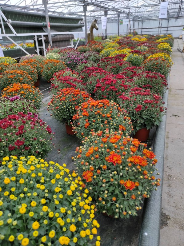 Chysanthèmes de la Toussaint