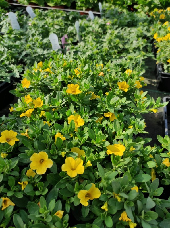 Vente des plantes annuelles