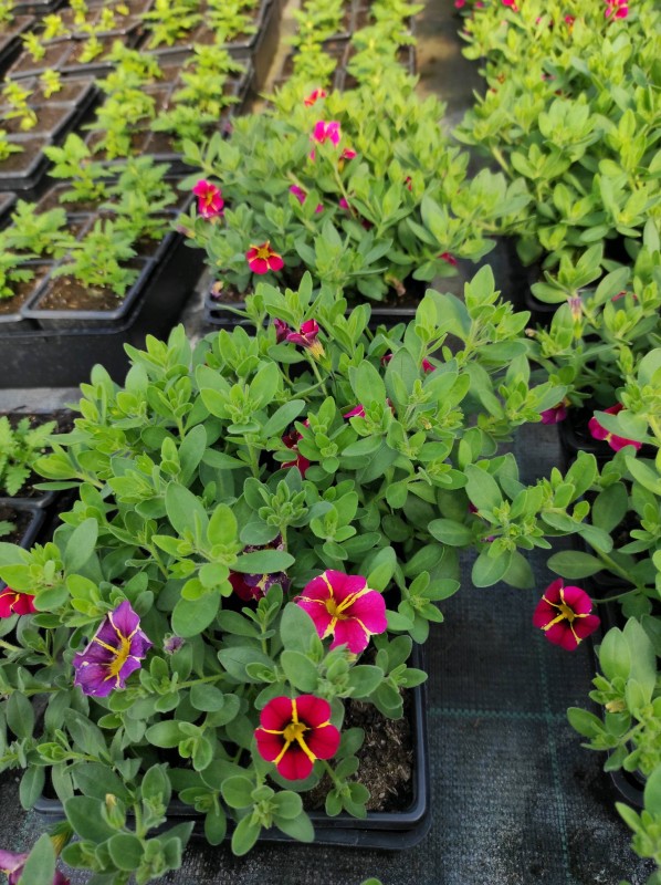 Vente des plantes annuelles