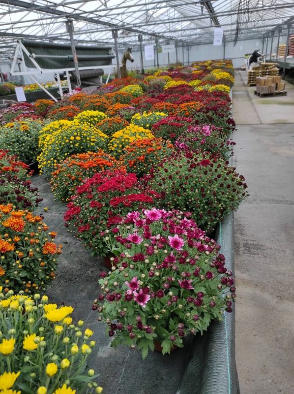 Chysanthèmes de la Toussaint