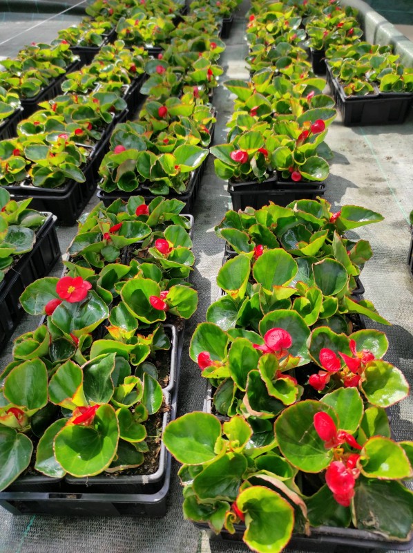 Vente des plantes annuelles