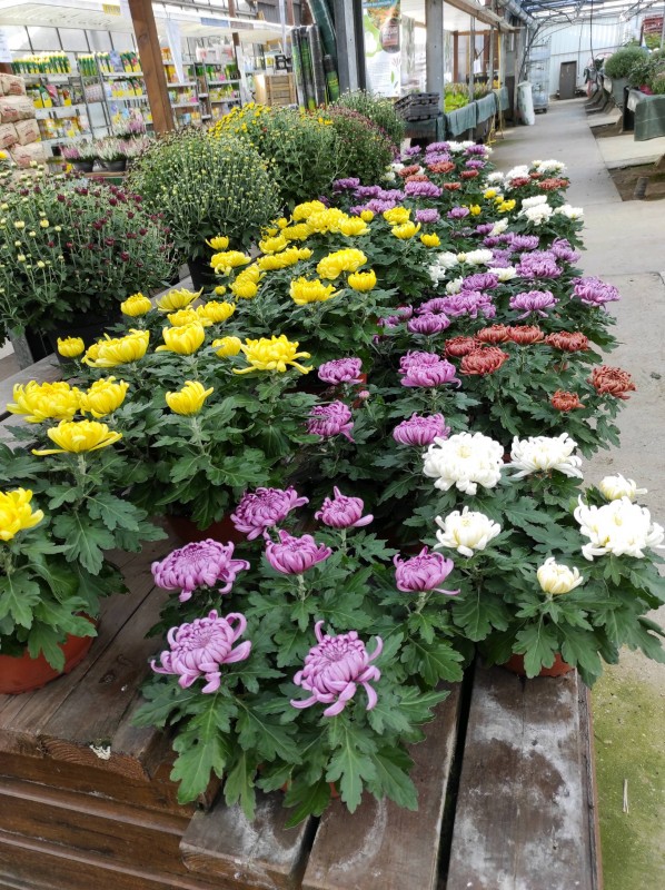 Chysanthèmes de la Toussaint