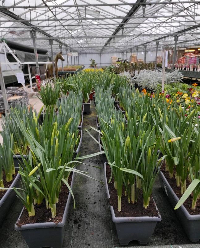 Vente de plantes de printemps