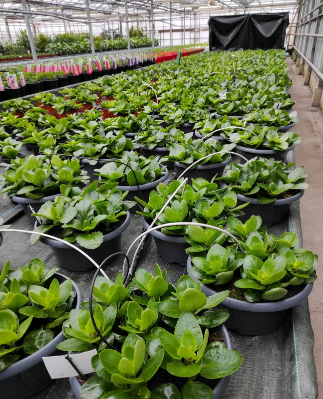 Vente de plantes de printemps