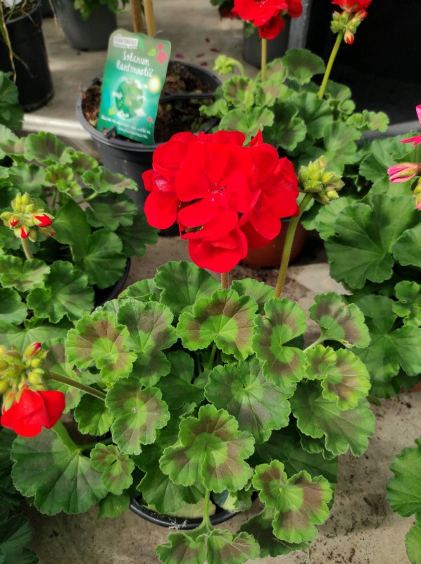 Vente des plantes annuelles