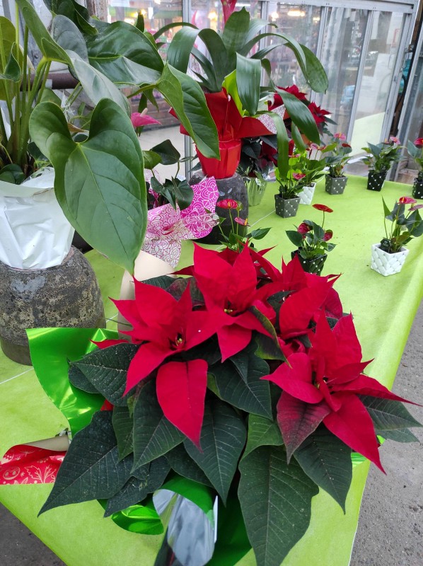Les végétaux de Noël s'invitent dans notre serre