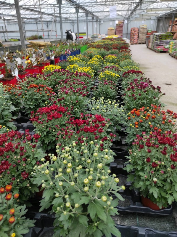 Chysanthèmes de la Toussaint