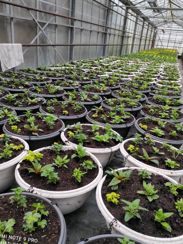 Vente de plantes de printemps