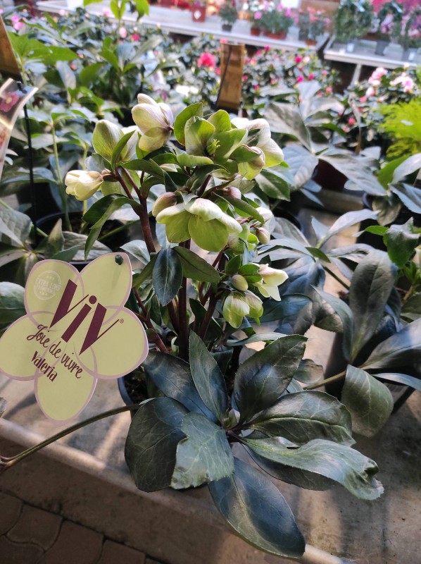 Les végétaux de Noël s'invitent dans notre serre