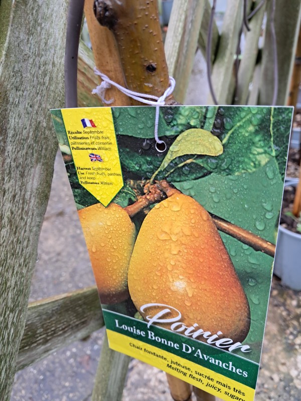 Les arbres fruitiers