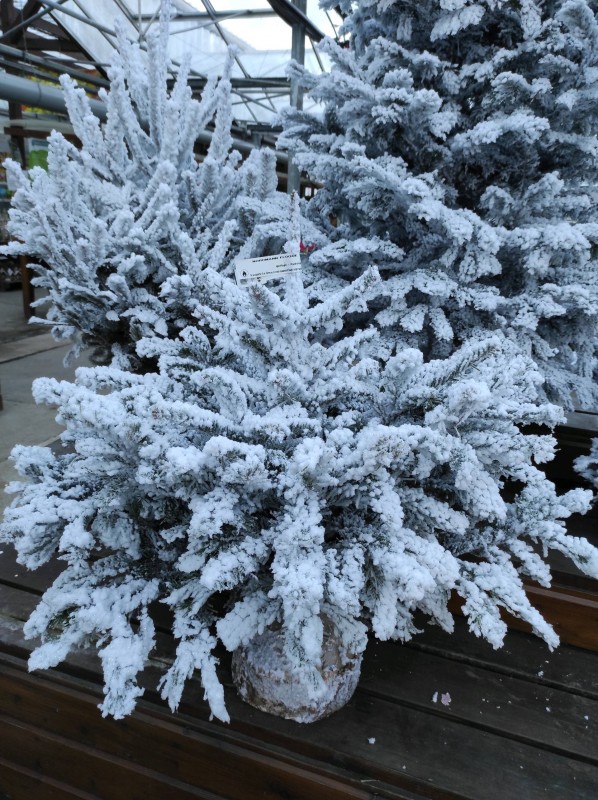 Les végétaux de Noël s'invitent dans notre serre