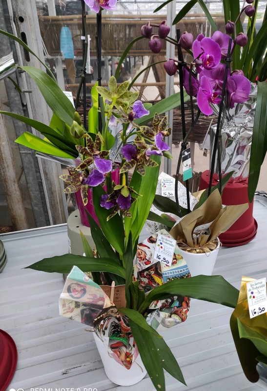 Vente de plantes vertes et orchidées