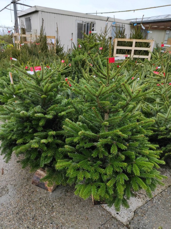 Vente de sapins Nordmann et Épicéa