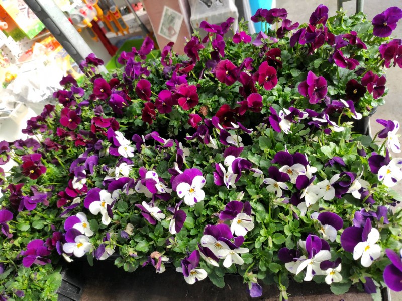 Plantes Automnales & Printanières