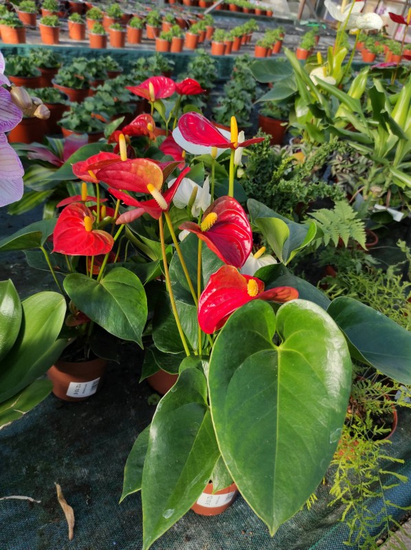 Idées cadeaux pour la fêtes des grands mères