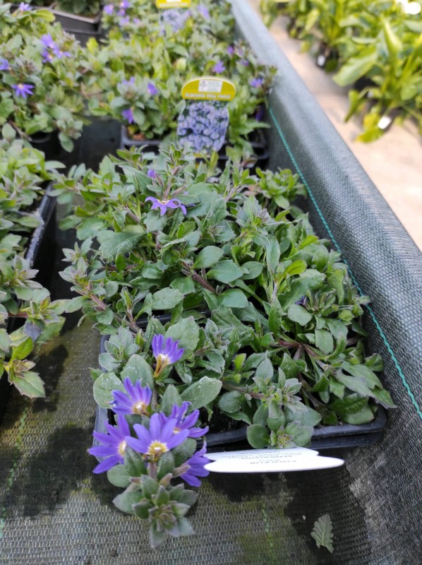 Vente des plantes annuelles